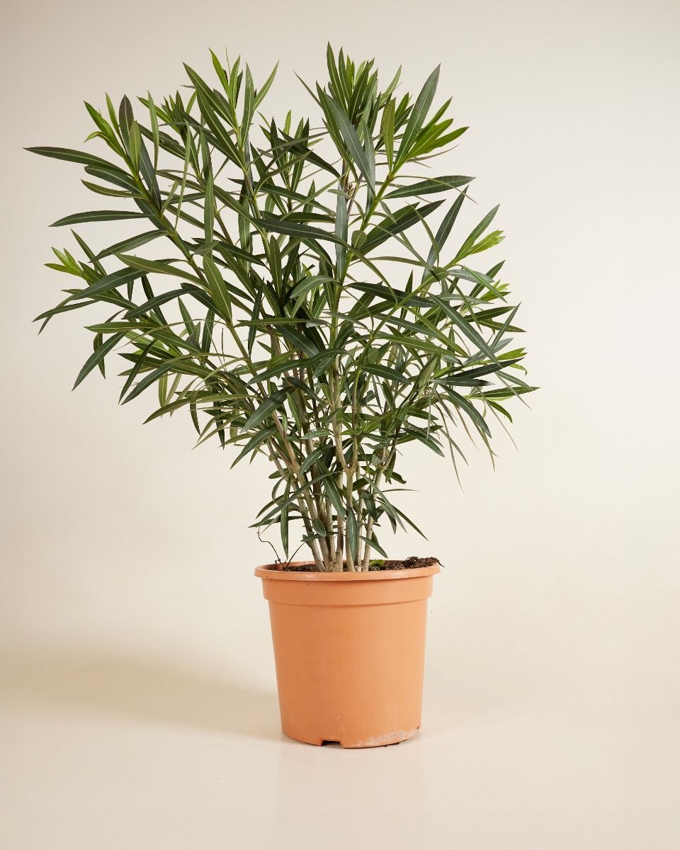 Nerium Oleander Oleander Rot