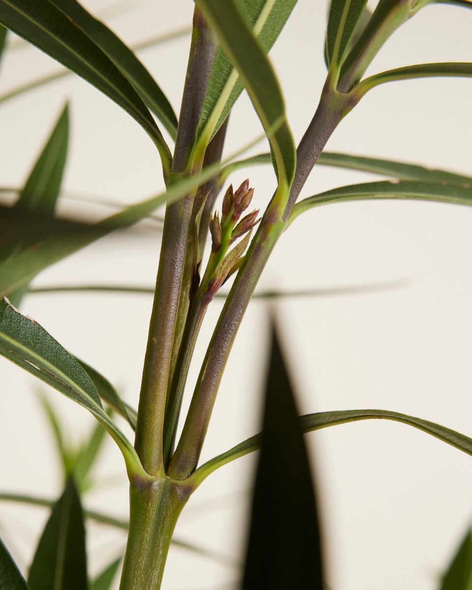 Nerium Oleander Oleander Rot