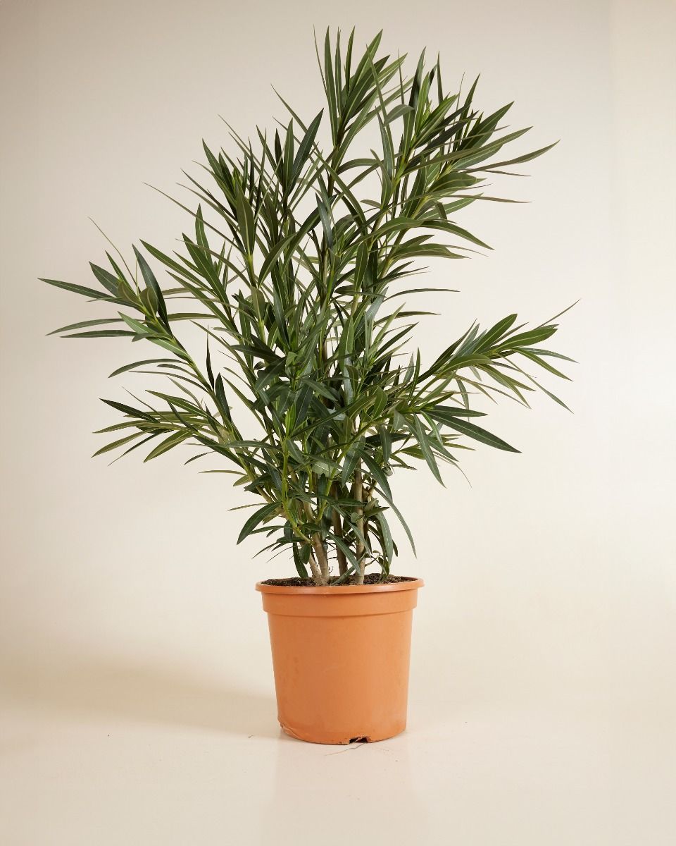 Nerium Oleander Oleander Weiß