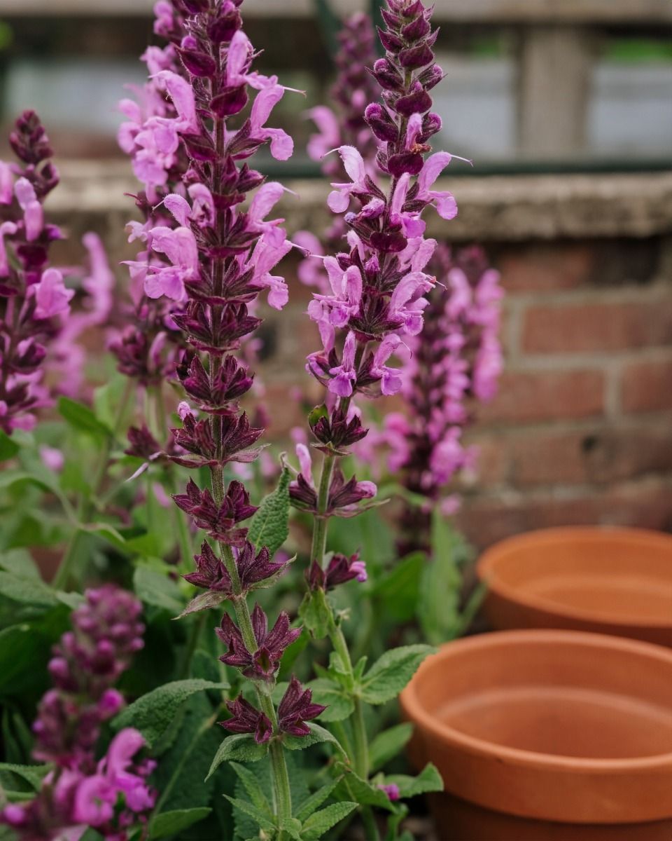 Salvia Salbei Nemorosa Sensation Deep Rose