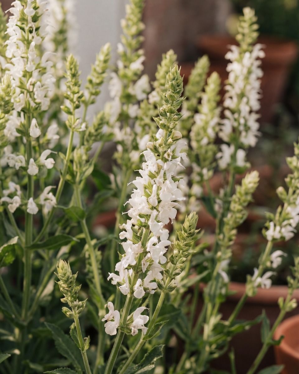 Salvia Salbei Nemorosa Sensation White