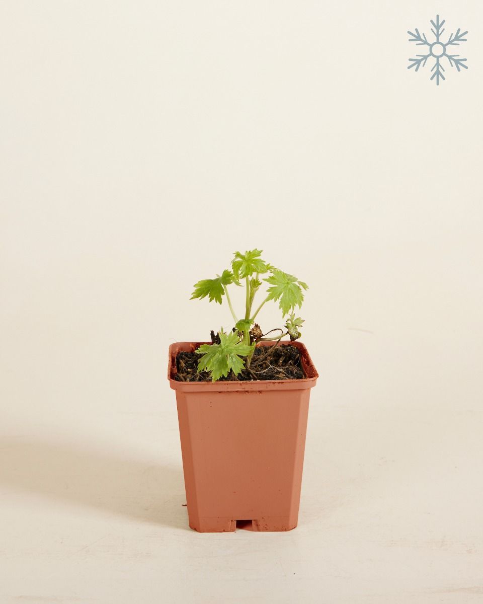 Nepeta Katzenminze Faassenii Snowflake