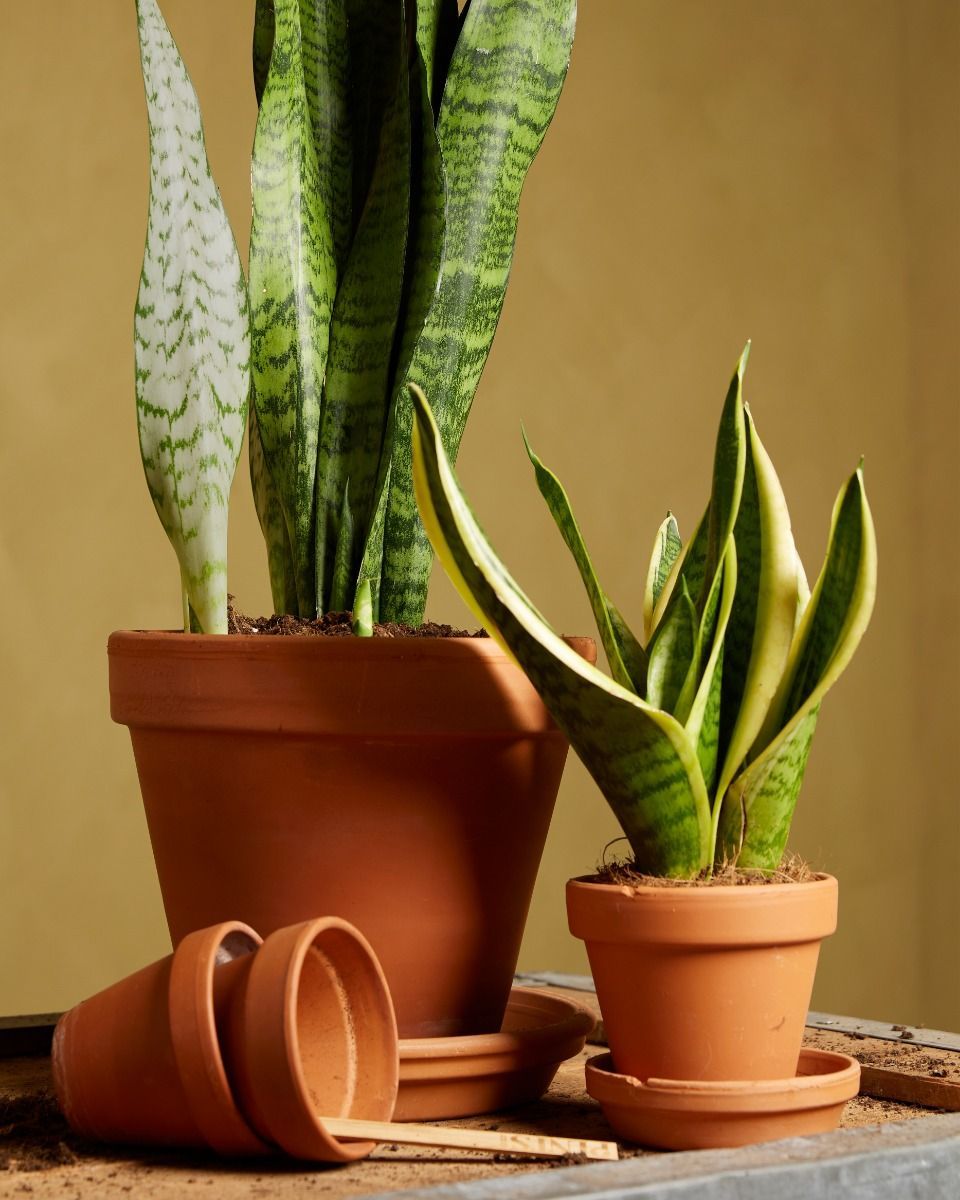 Baby Sansevieria Snake Plant Futura Superba