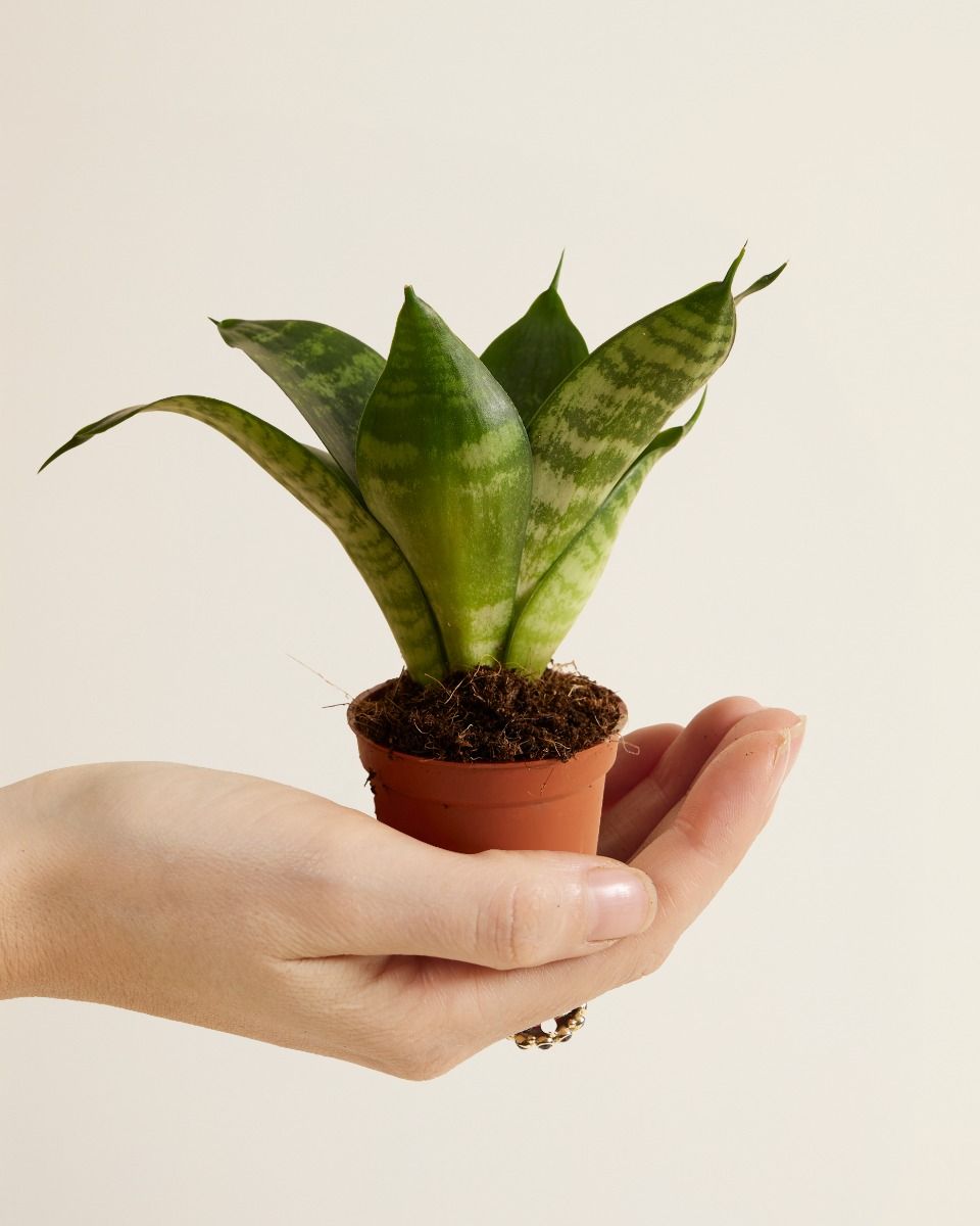 Baby Sansevieria Snake Plant Hahnii