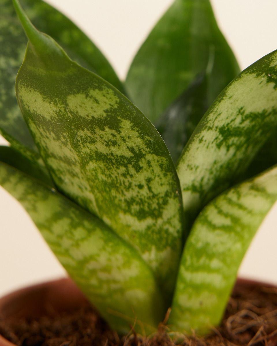 Baby Sansevieria Snake Plant Hahnii