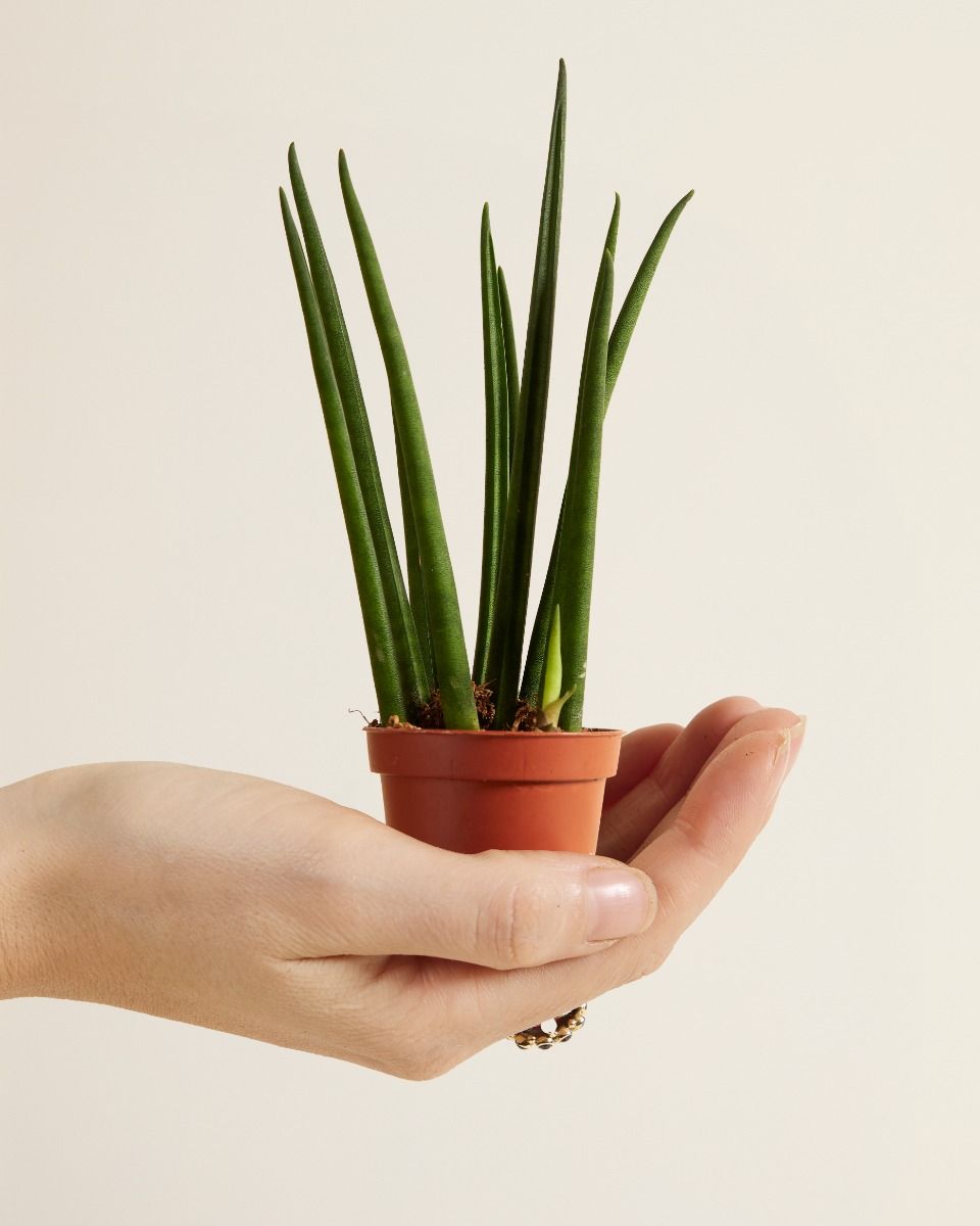 Baby Sansevieria Snake Plant Mikado