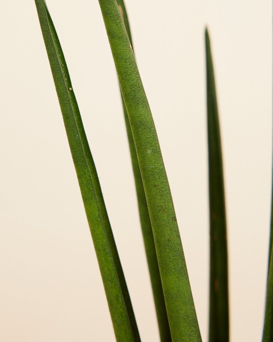Baby Sansevieria Snake Plant Mikado