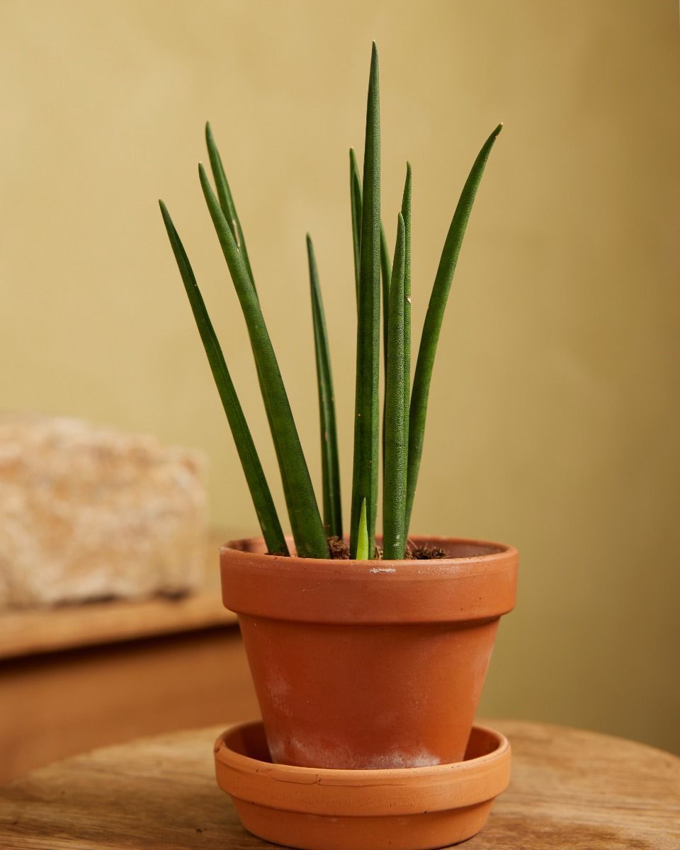 Baby Sansevieria Snake Plant Mikado
