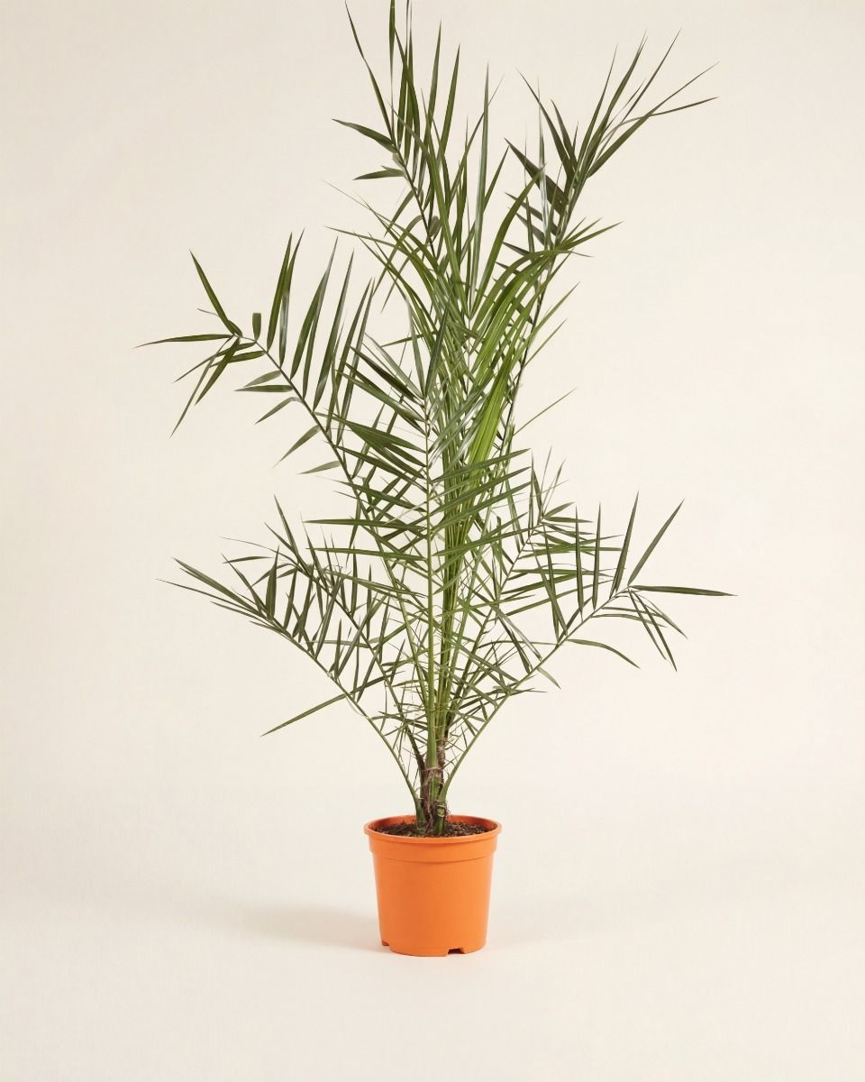 Phoenix Kanarische Dattelpalme Canariensis