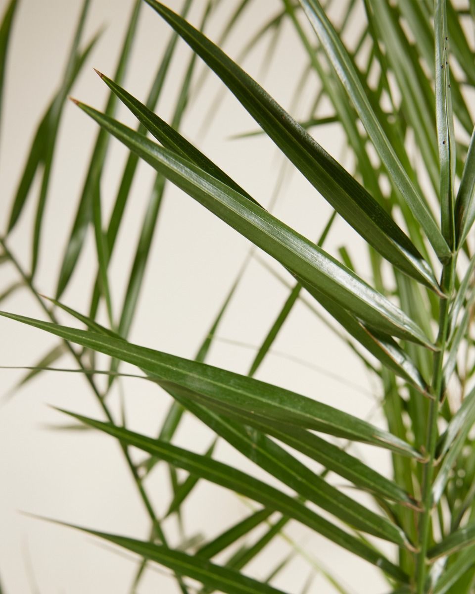 Phoenix Kanarische Dattelpalme Canariensis