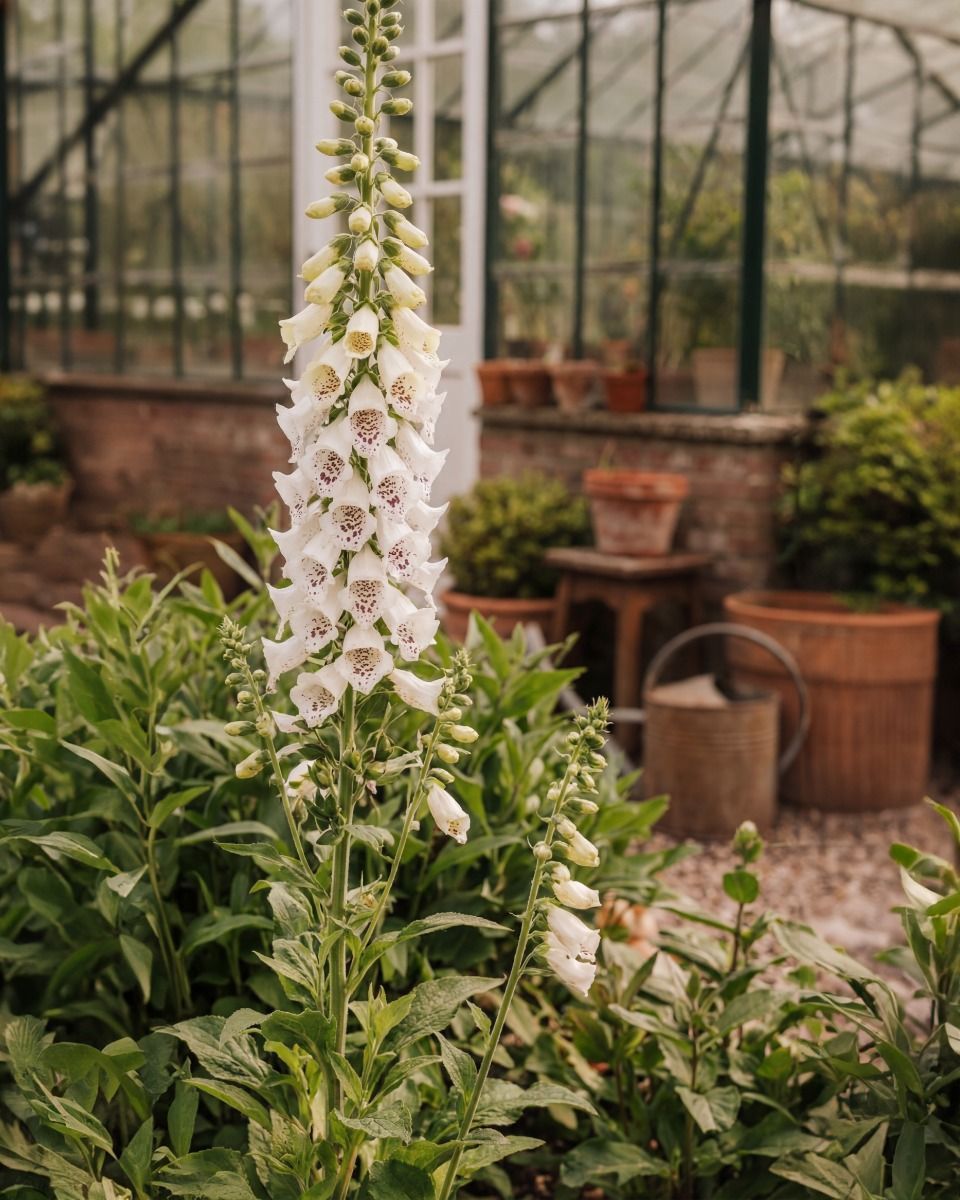 Digitalis Fingerhut Purpurea Dalmatian White