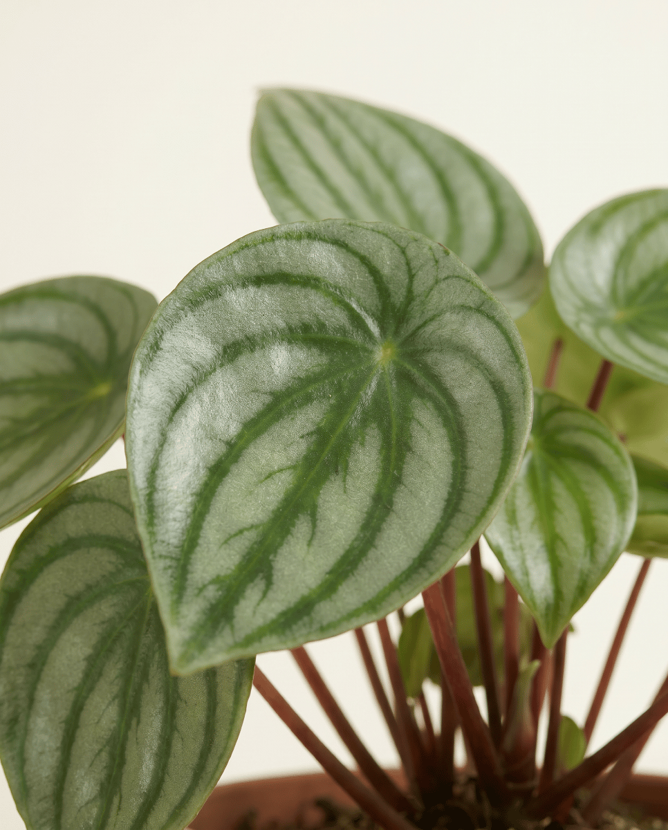 Peperomia Zwergpfeffer Argyreia