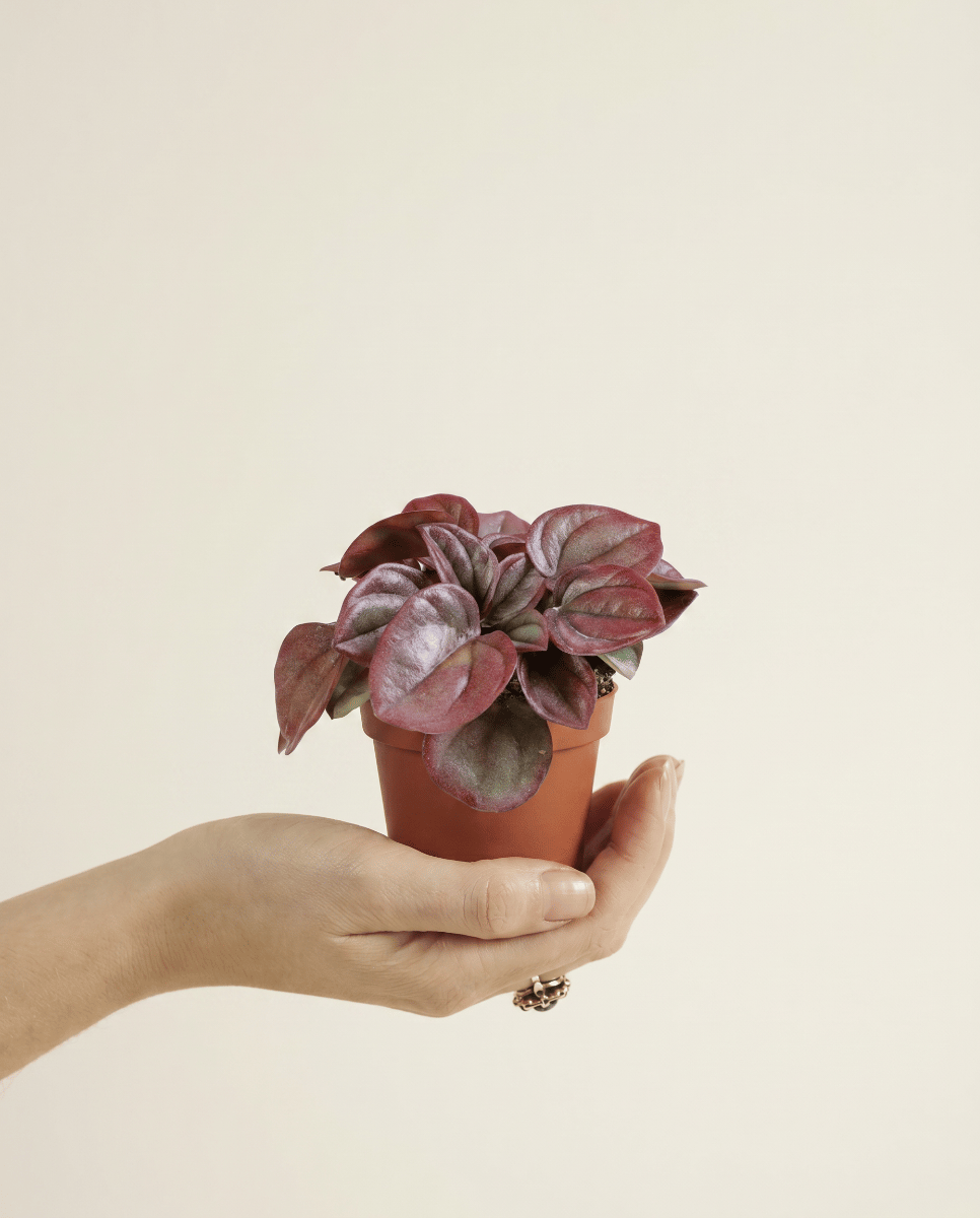 Baby Peperomia Zwergpfeffer Caperata Cayenne