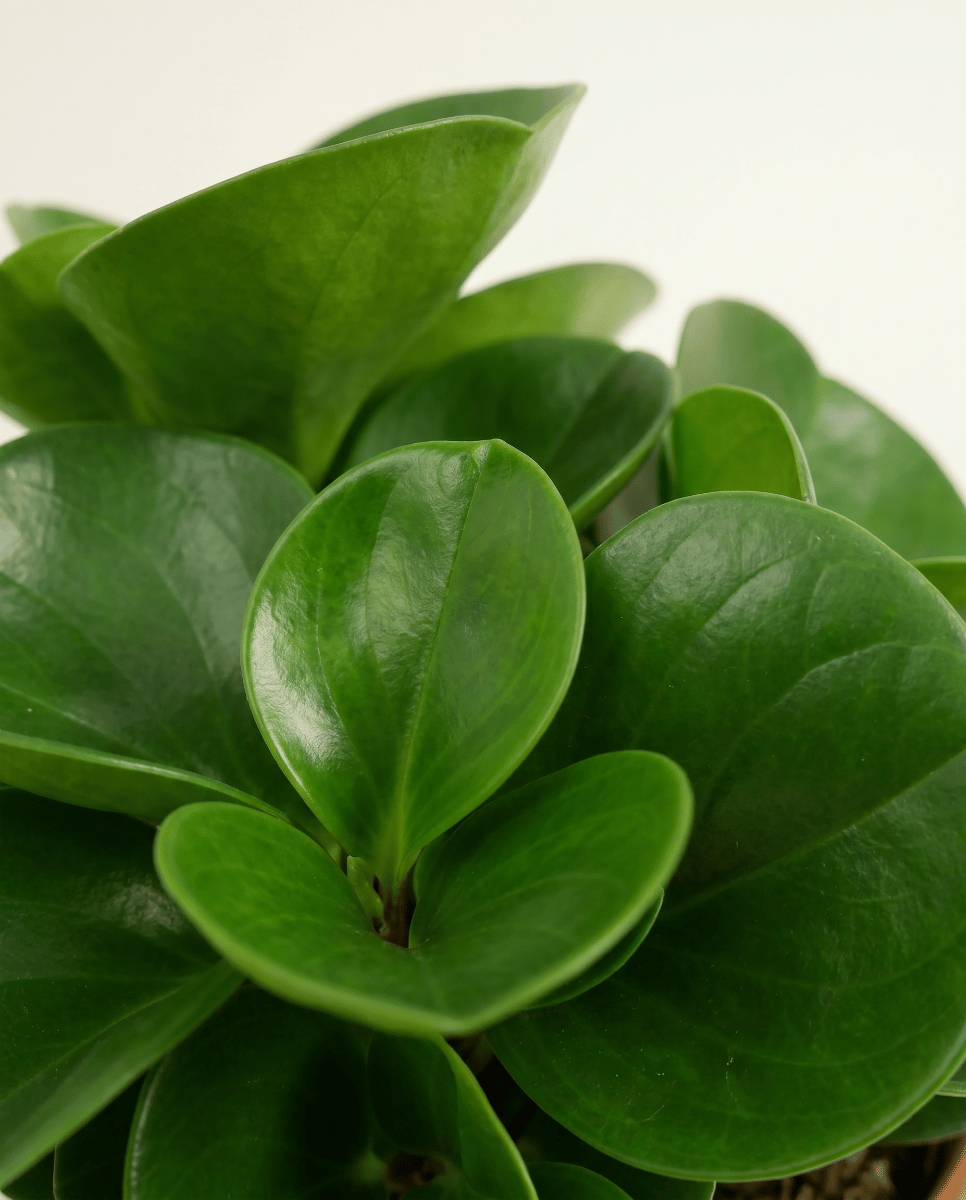 Peperomia Zwergpfeffer Obtusifolia