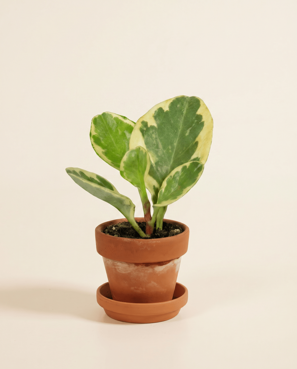 Baby Peperomia Zwergpfeffer Obtusifolia