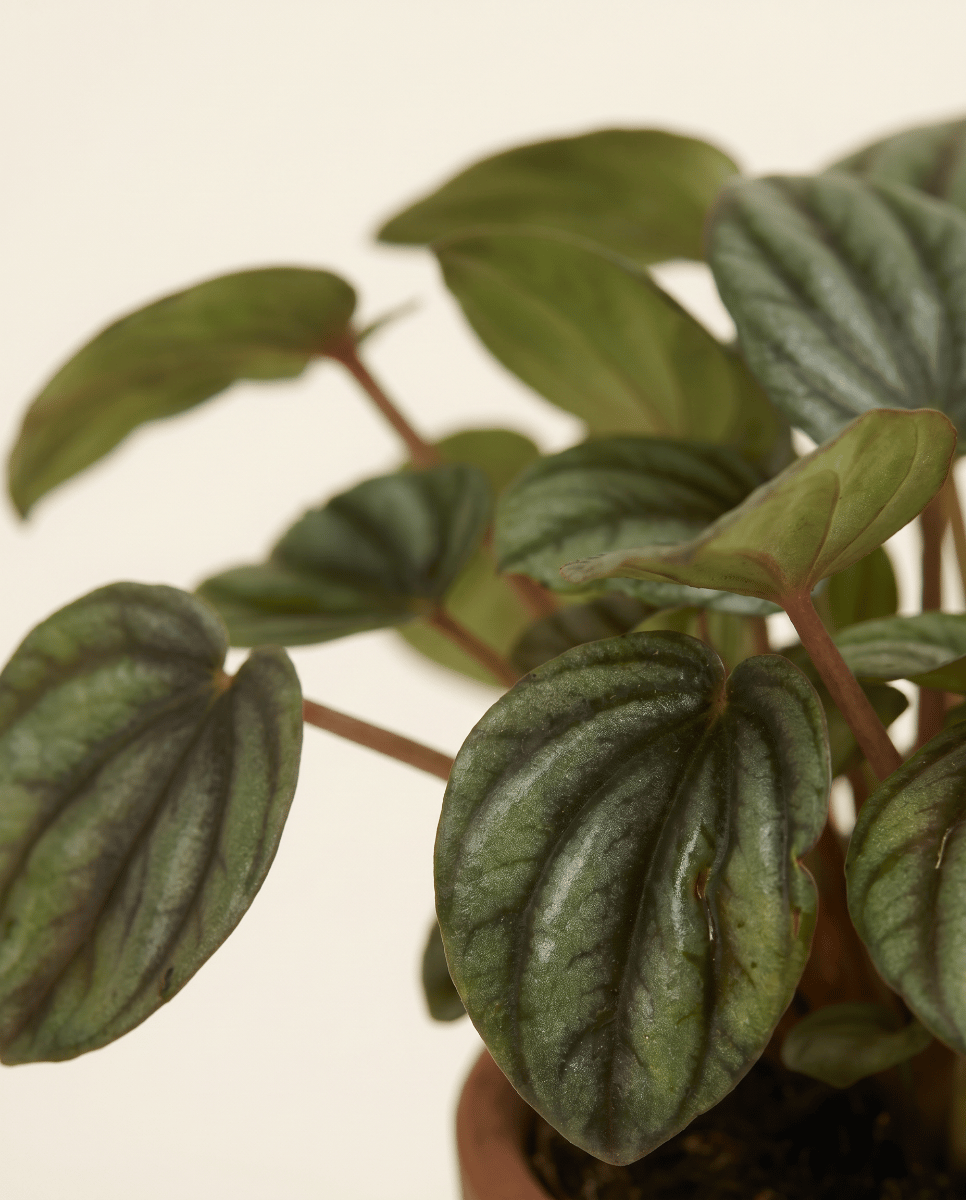 Baby Peperomia Zwergpfeffer Picollo Banda