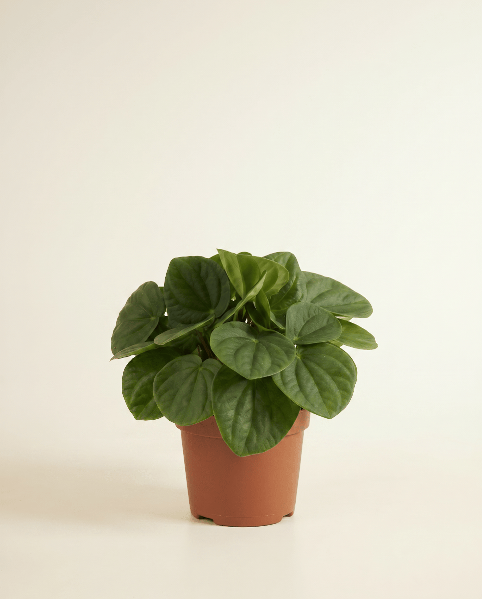 Peperomia Zwergpfeffer Rana Verde