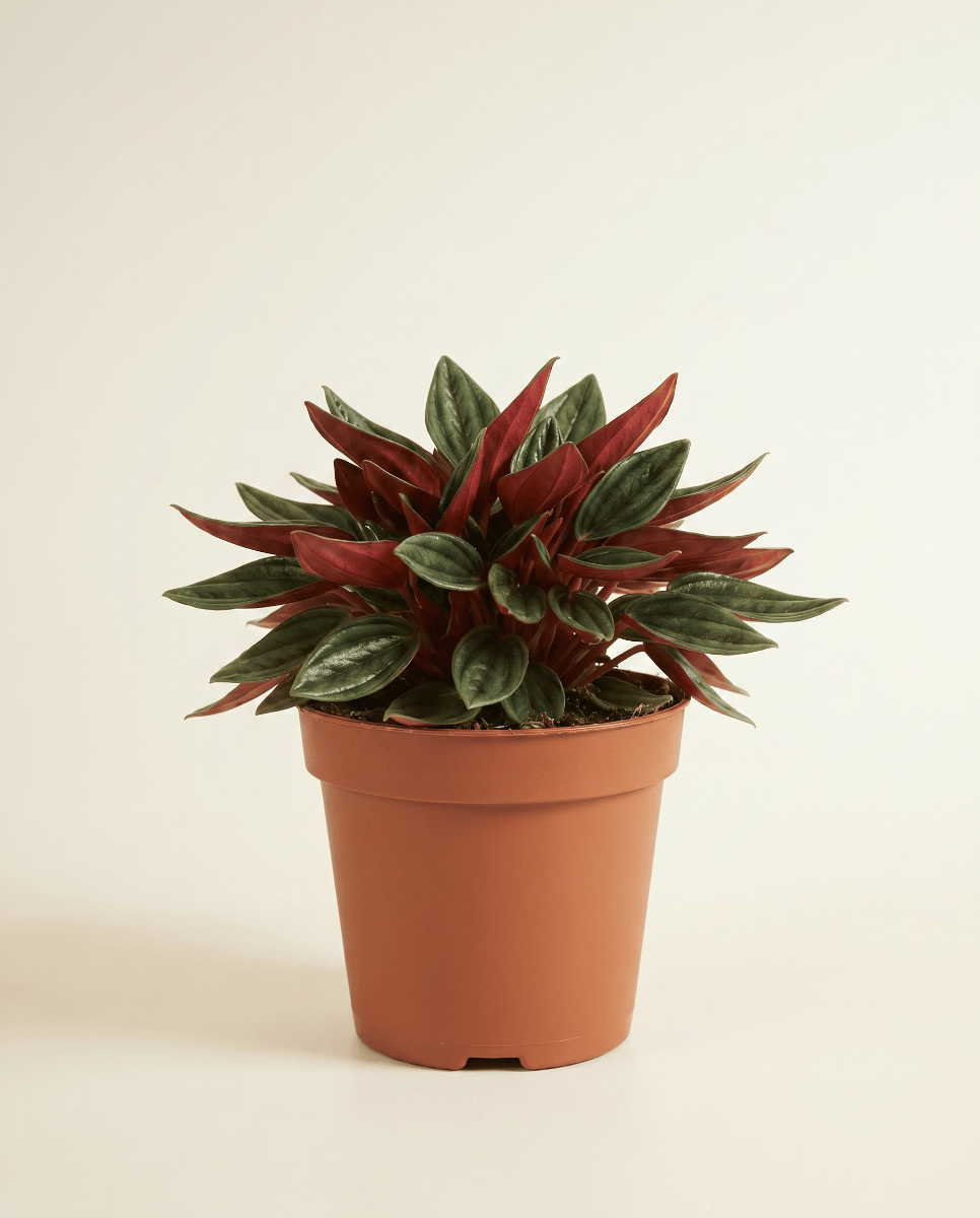 Peperomia Zwergpfeffer Rosso