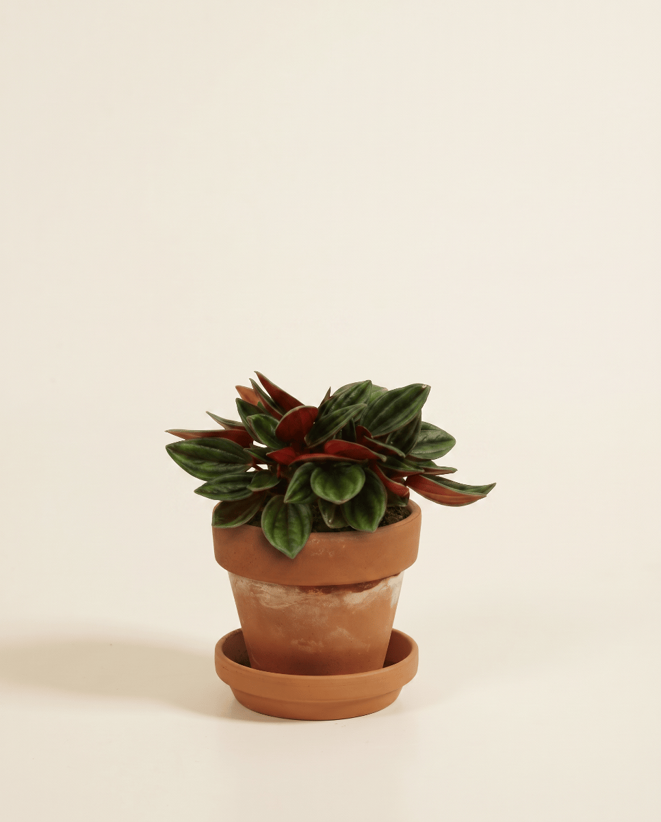 Baby Peperomia Zwergpfeffer Rosso