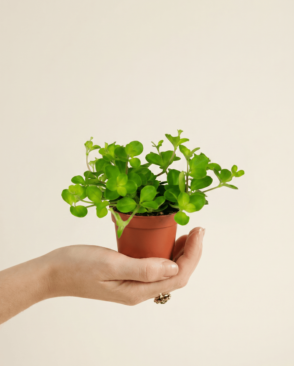 Baby Peperomia Zwergpfeffer Rotundifolia Pilosior