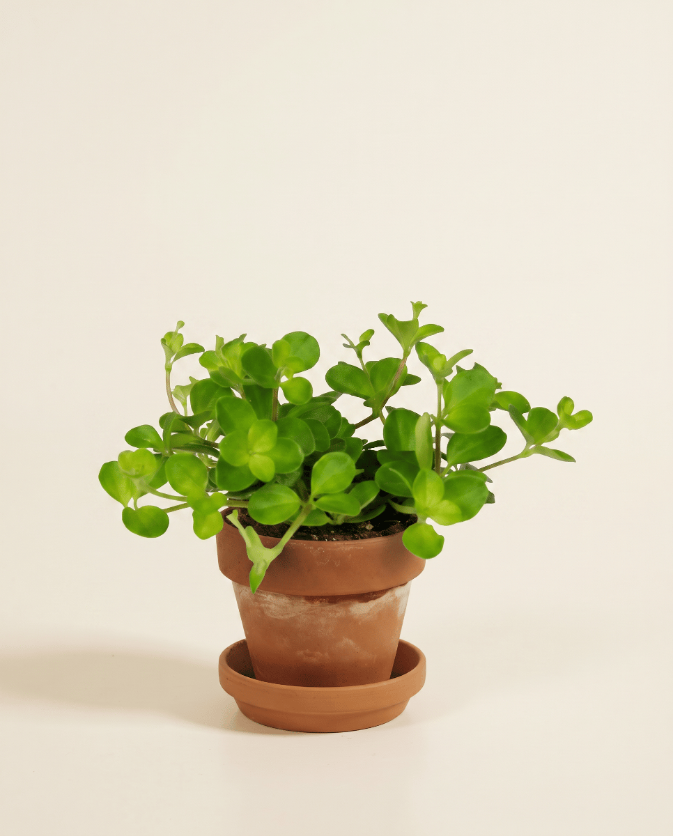 Baby Peperomia Zwergpfeffer Rotundifolia Pilosior