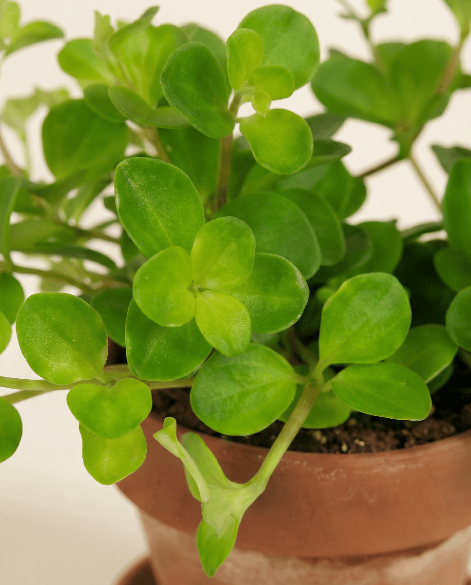 Baby Peperomia Zwergpfeffer Rotundifolia Pilosior