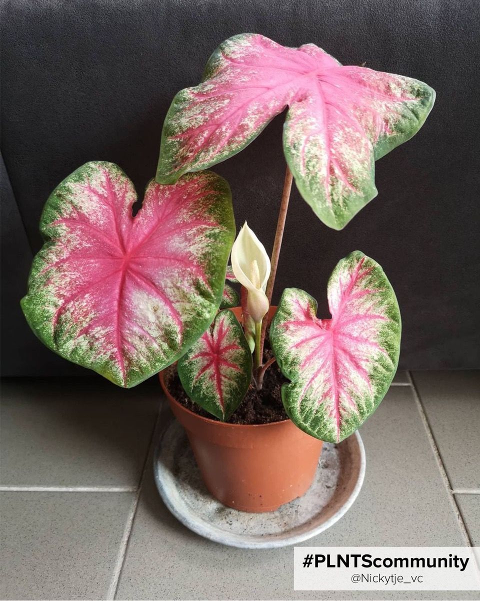 Baby Caladium Kaladie Caladium Tuber - Rosebud