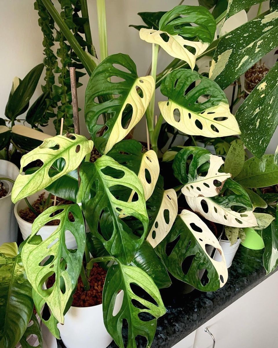 Monstera Fensterblatt Adansonii Variegated