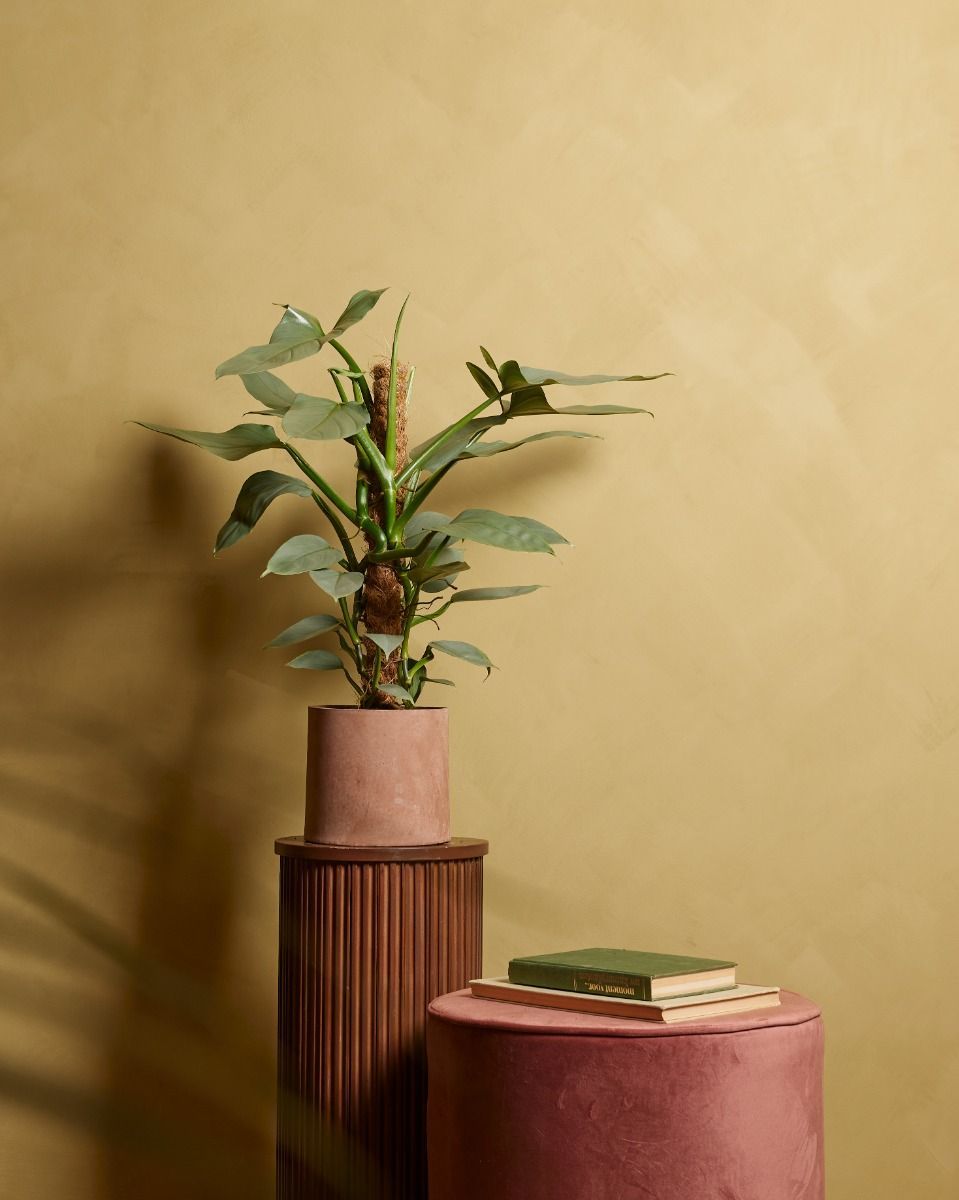 Philodendron Baumfreund Hastatum Silver