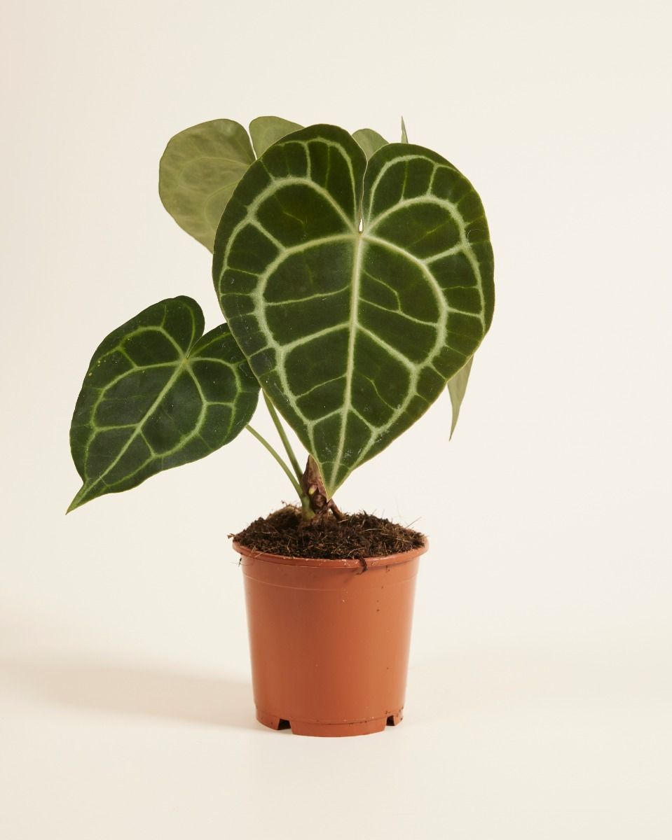 Anthurium Flamingoblumen Clarinervium