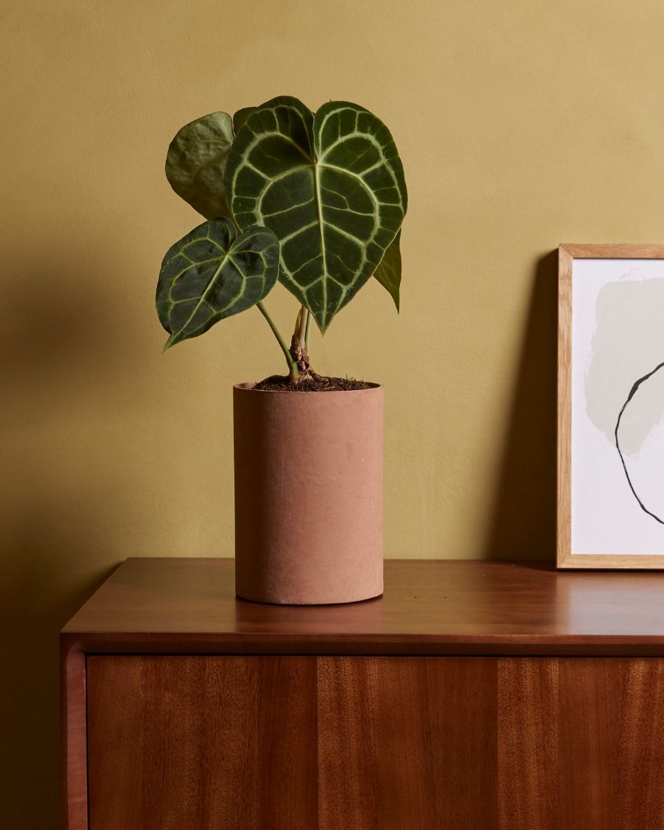 Anthurium Flamingoblumen Clarinervium