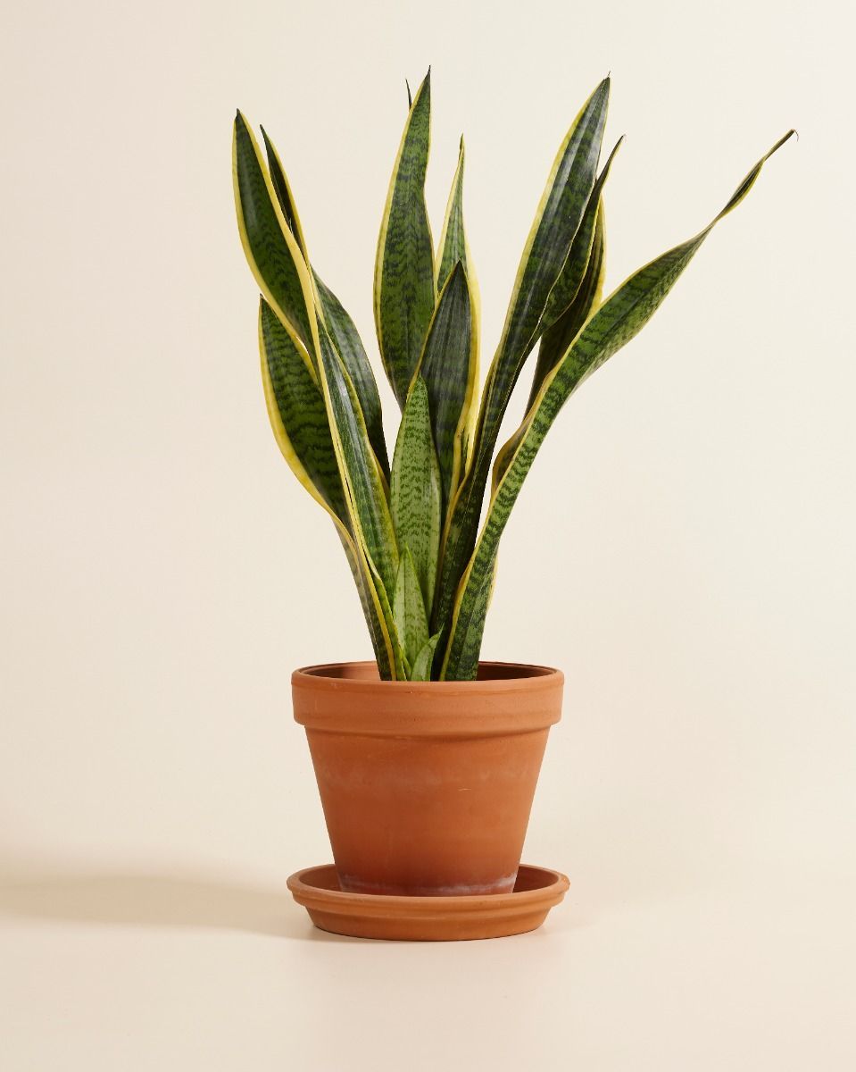 Sansevieria Laurentie Bogenhanf
