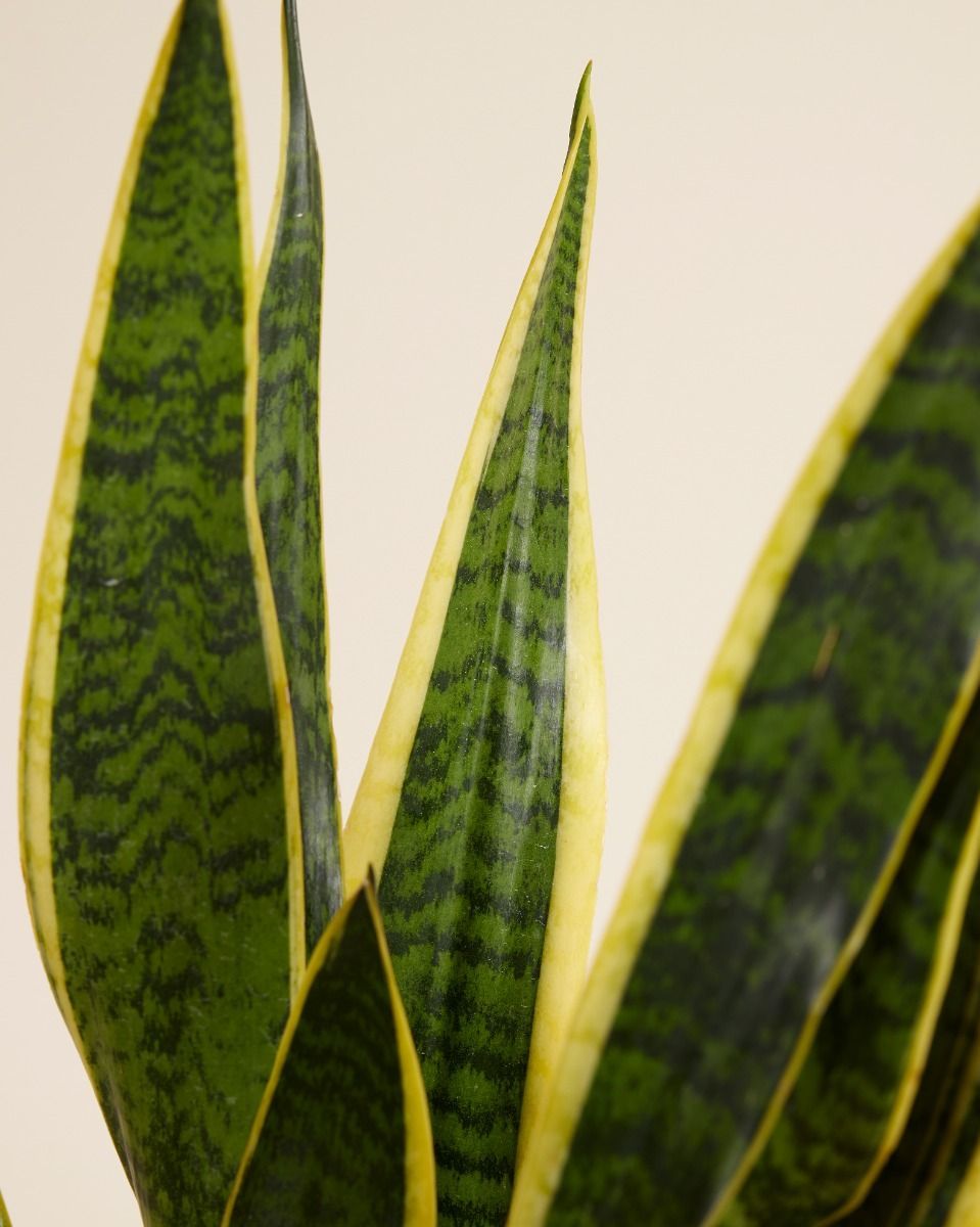 Sansevieria Laurentie Bogenhanf