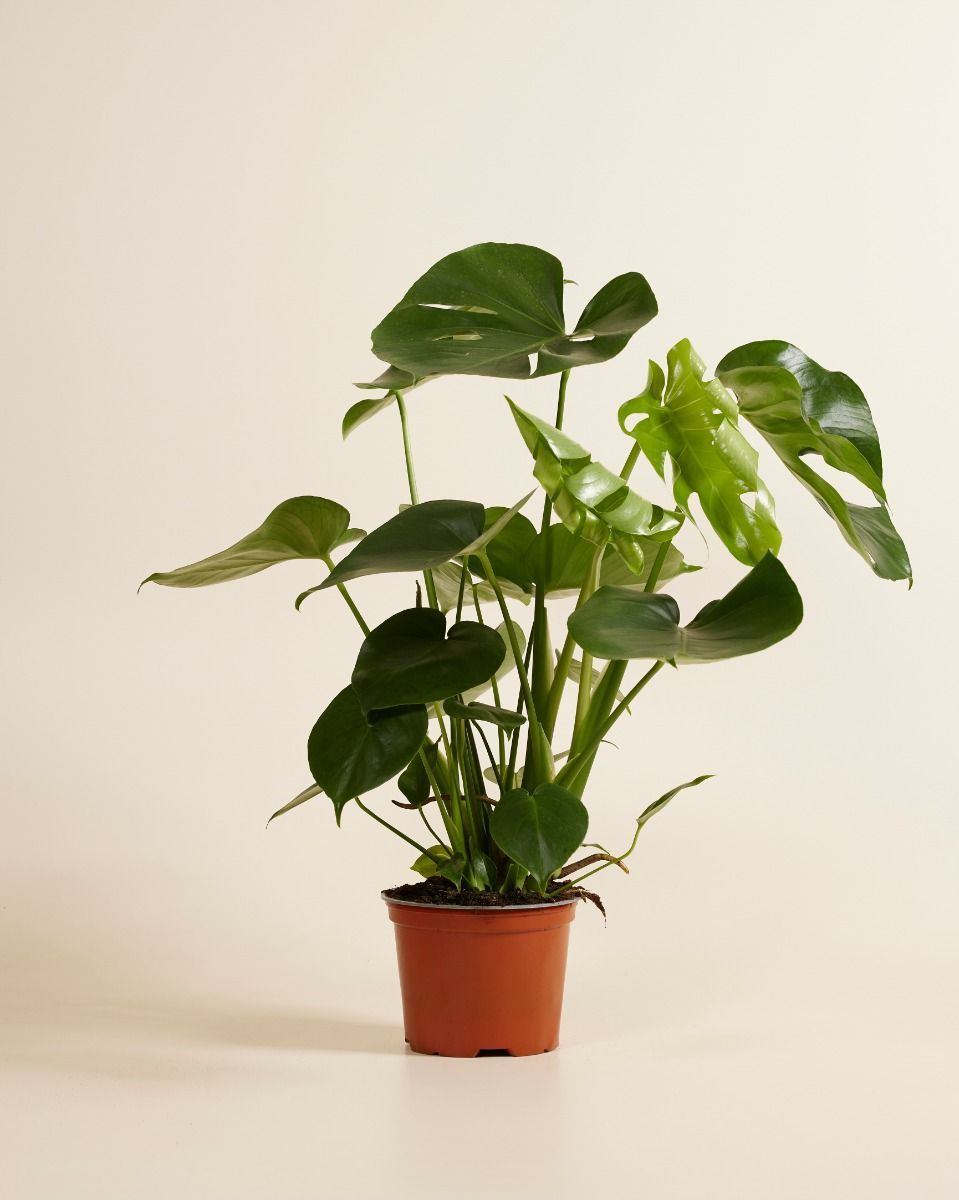 Monstera Deliciosa Fensterblatt Fensterblatt
