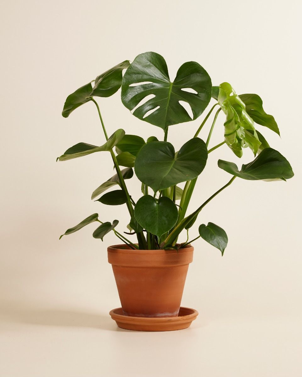 Monstera Deliciosa Fensterblatt Fensterblatt