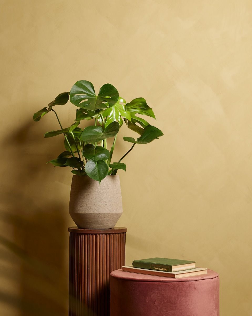 Monstera Deliciosa Fensterblatt Fensterblatt