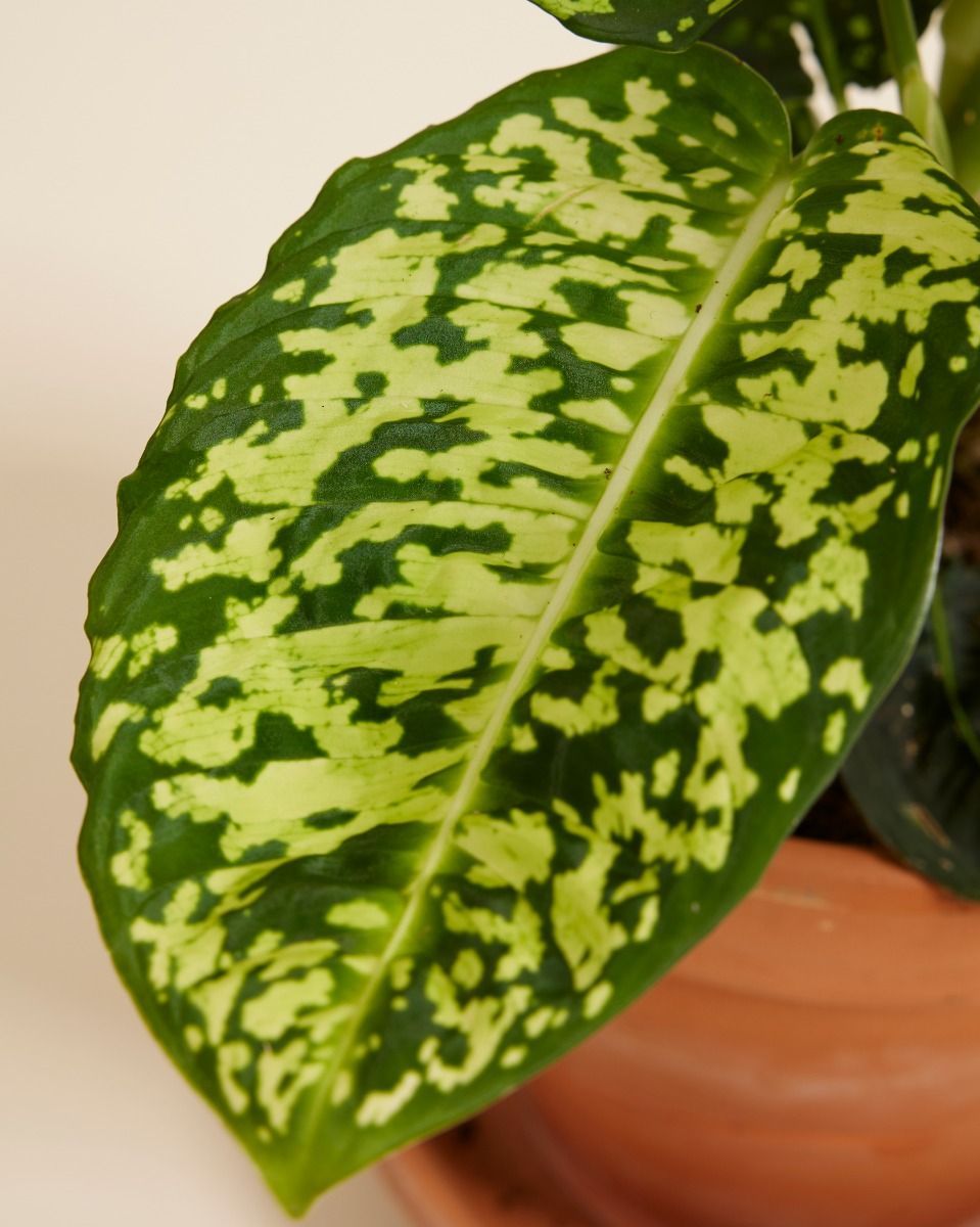 Dieffenbachia Schweigrohr Reflector