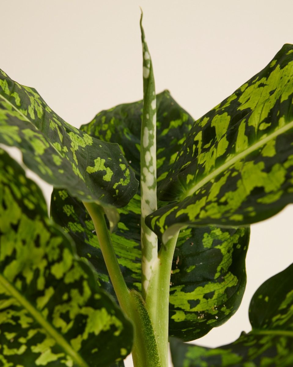 Dieffenbachia Schweigrohr Reflector
