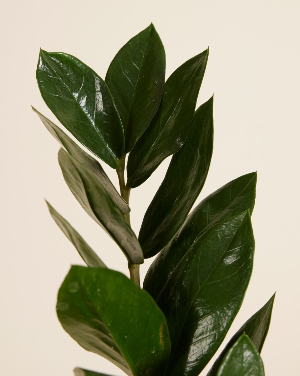 Zamioculcas Glücksfeder Zamiifolia