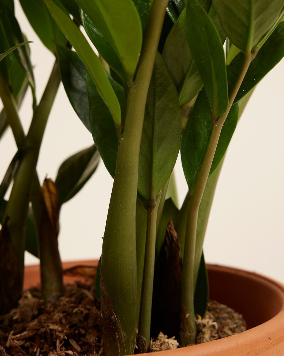 Zamioculcas Glücksfeder Zamiifolia