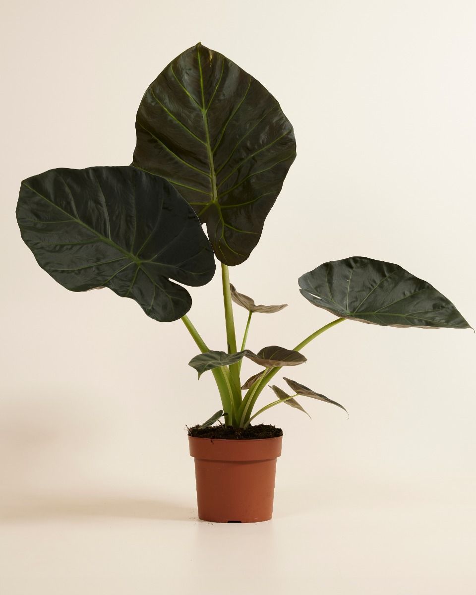 Alocasia Elefantenohr Regal Shield