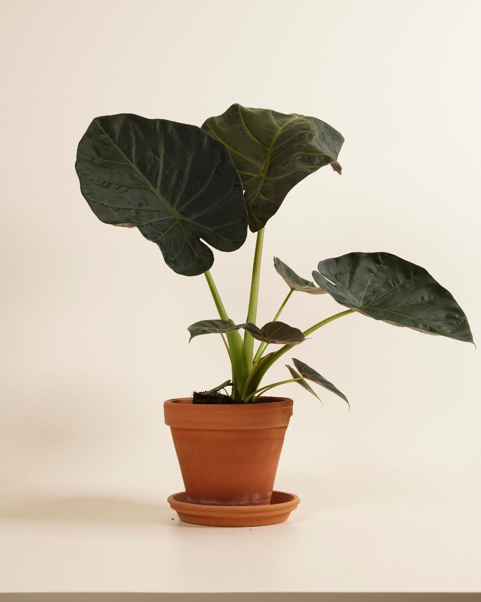 Alocasia Elefantenohr Regal Shield