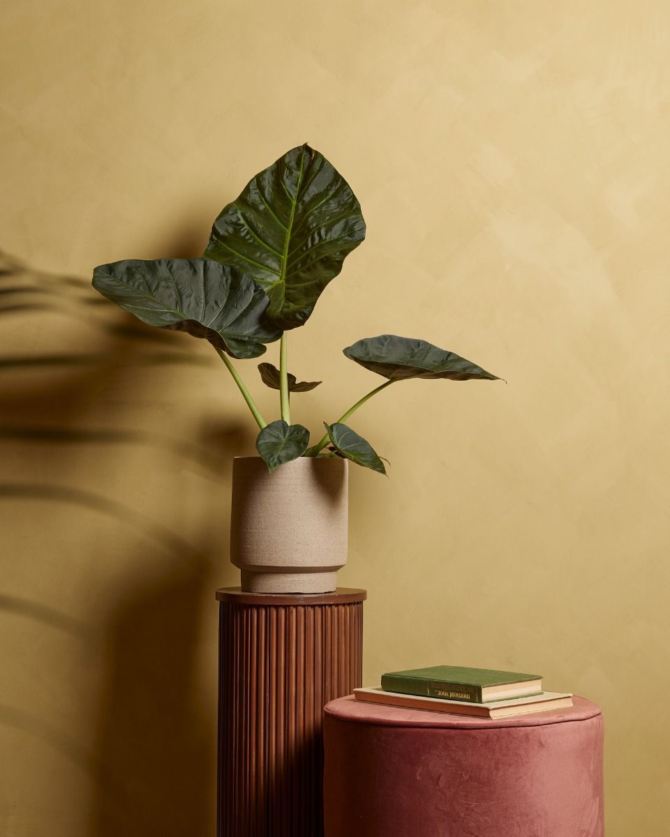 Alocasia Elefantenohr Regal Shield