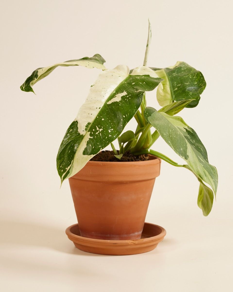 Philodendron Baumfreund Jose Buono