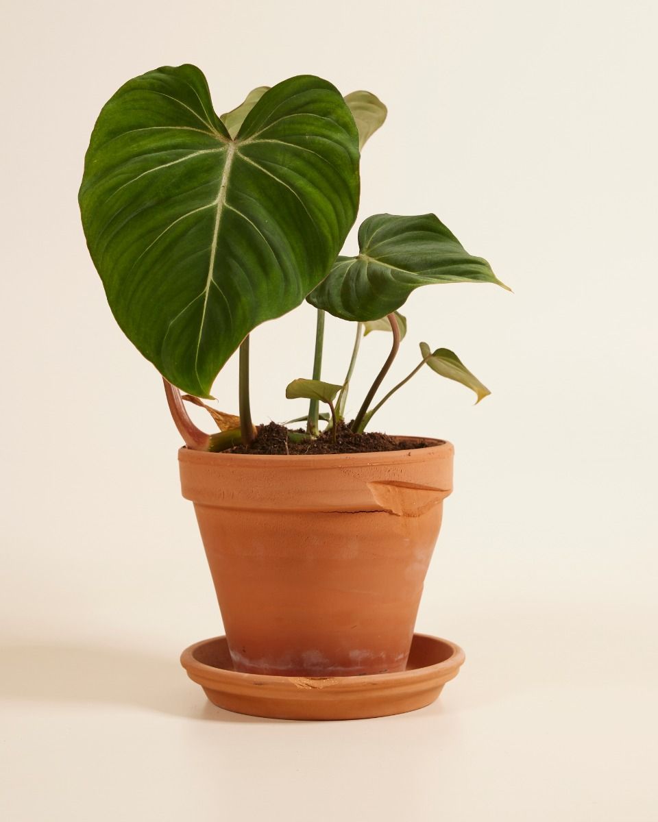 Philodendron Baumfreund Gloriosum