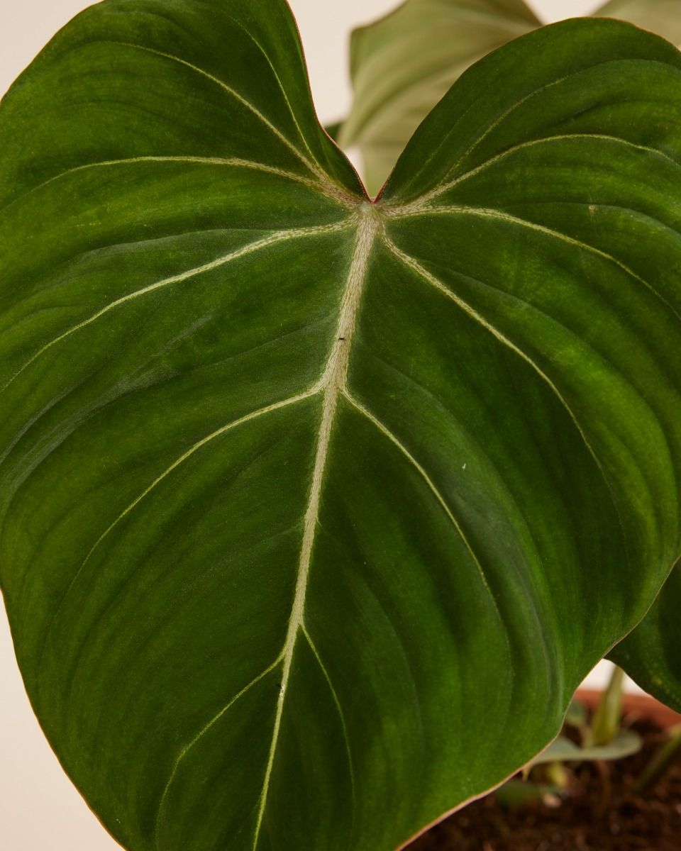 Philodendron Baumfreund Gloriosum