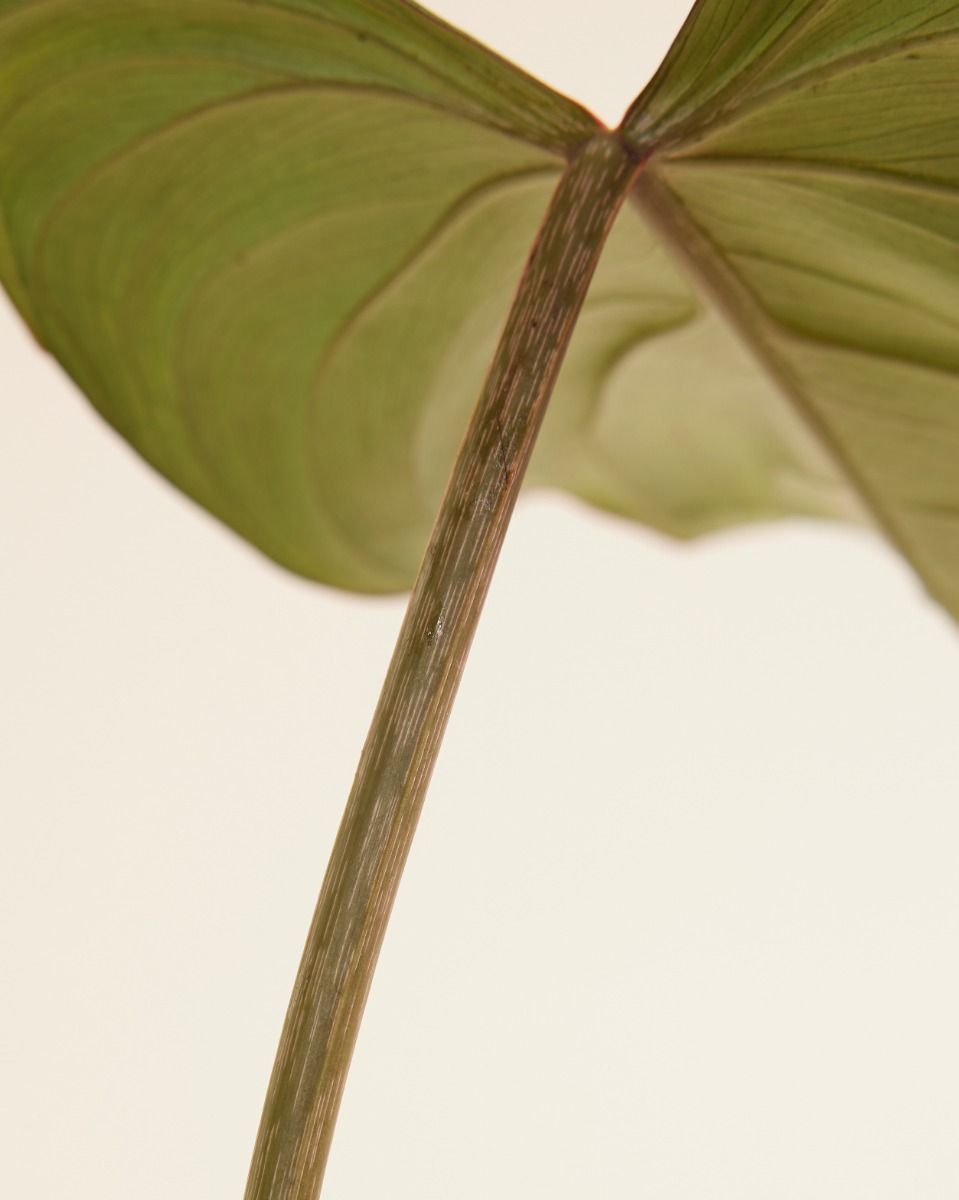 Philodendron Baumfreund Gloriosum