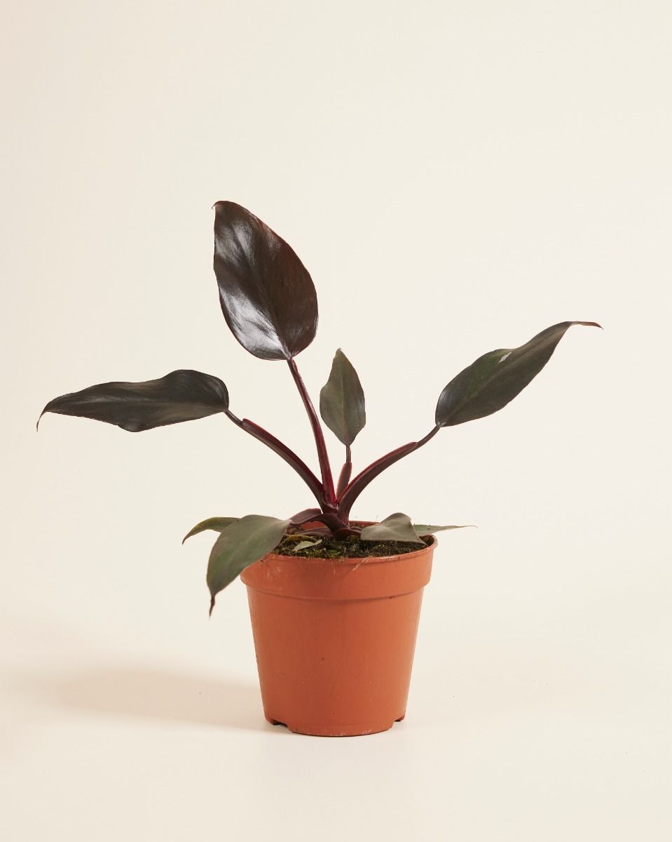 Philodendron Baumfreund Burgundy Princess