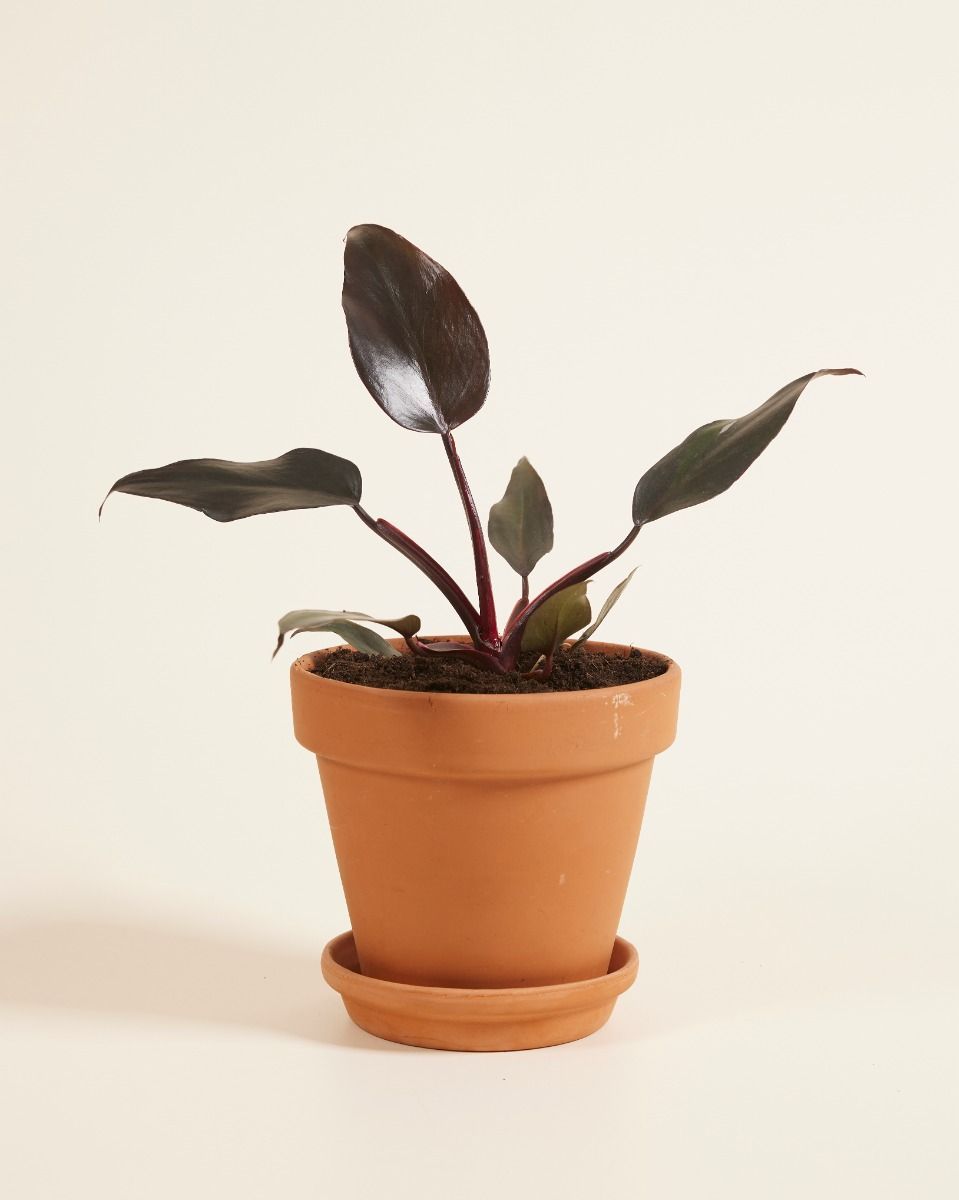 Philodendron Baumfreund Burgundy Princess