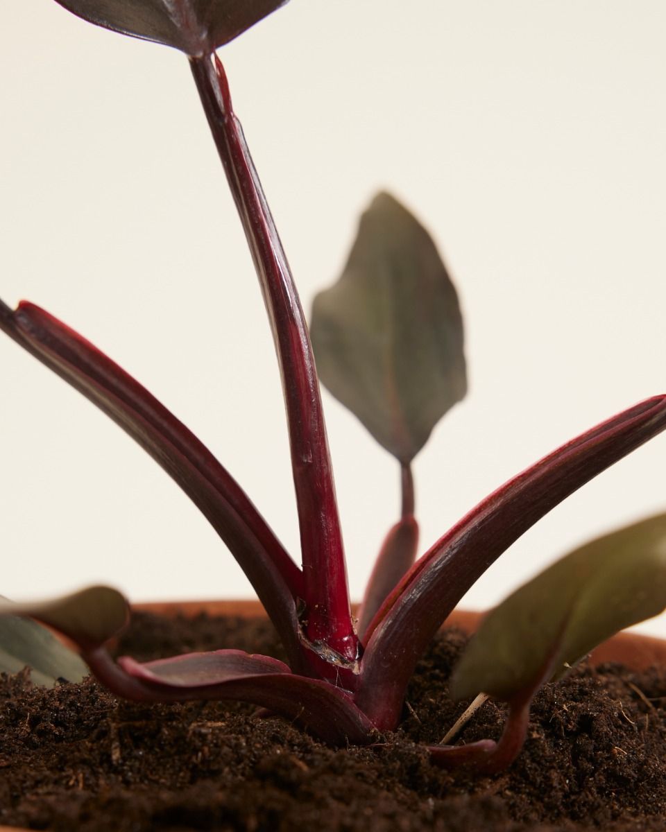 Philodendron Baumfreund Burgundy Princess